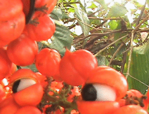 By AnitaFortis - Own work, CC BY-SA 3.0, https://commons.wikimedia.org/w/index.php?curid=40641324