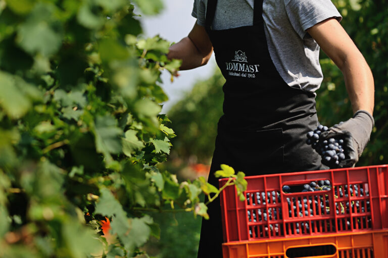La raccolta delle uve in Tommasi