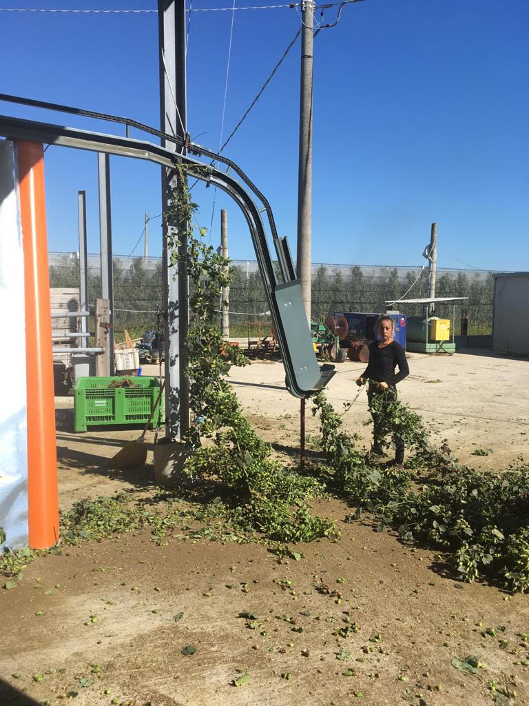 cooperativa luppoli italiani